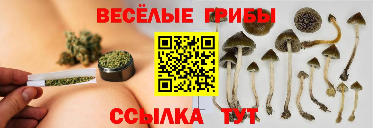 Псилоцибиновые грибы GOLDEN TEACHER  Великий Новгород 
